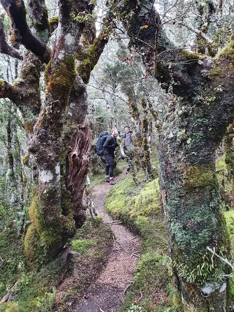 Mangawhero Forest Walk
