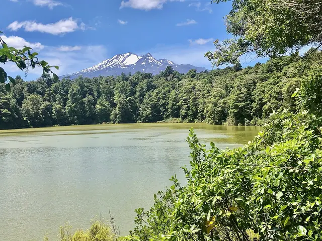 Rotokura Ecological Area walk