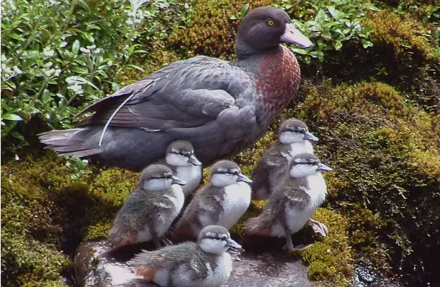 Whio adult and ducklings, Mangatepopo Tongariro National Park
