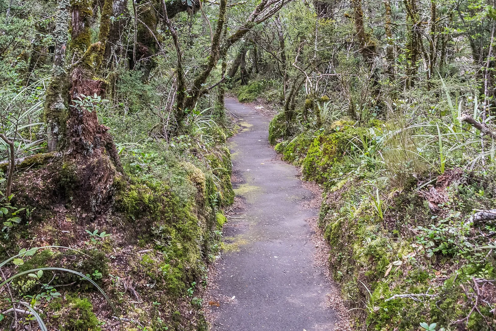 Whakapapa Nature Walk
