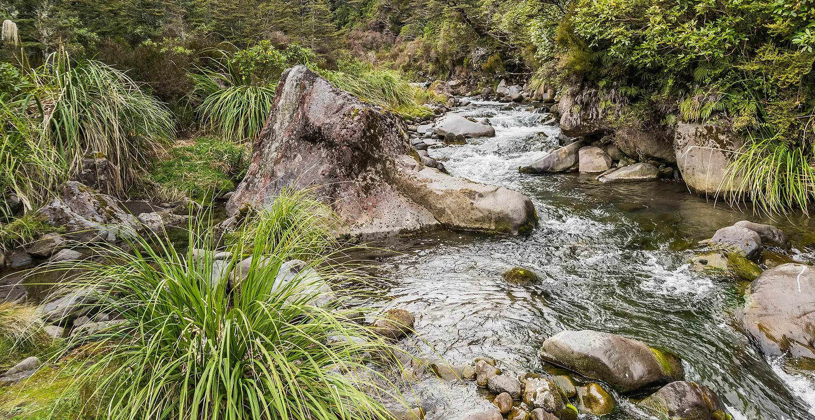 Whakapapanui Stream